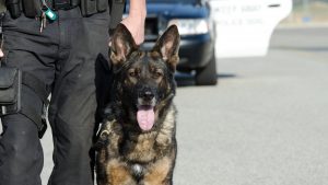 Florida bill aims to protect injured police K-9s