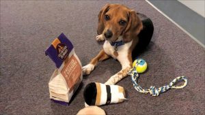 Stray beagle finds a home and purpose with local police