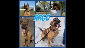 K-9 hero Argo saves officer’s life, suffers stab wounds