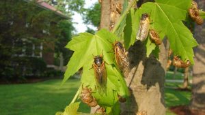 Cincinnati police blame car crash on cicadas