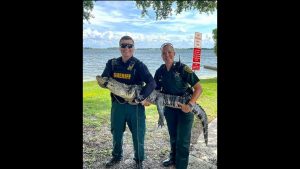 Florida deputies wrangle alligator into their car and relocate it