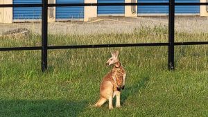 Kendall County Sheriff’s Office capture escaped kangaroo