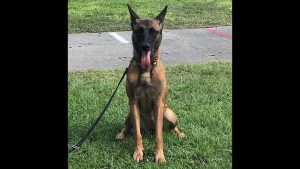 Cocoa police investigating the death of K-9 Zena who was found dead in patrol car