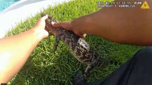 Police remove baby alligator from Texas woman’s hot tub