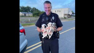 Warner Robins officer picks up three lost puppies on busy road