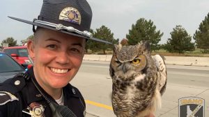 Idaho State Trooper and wildlife expert team up to rescue owl stuck on freeway