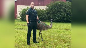 Police return emu to owner after it wanders onto Florida property