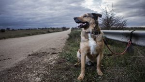 Wood County law enforcement aims to enforce laws against animal dumping