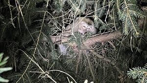 Missing lab monkeys that escaped from truck after crash recovered