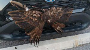 Animal rescue: Georgia police rescue vulture lodged in the grille of a car