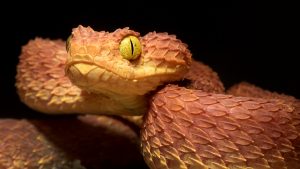 Richmond Police rush to save man bitten by deadly exotic pet snake