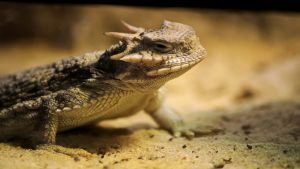 California CBP officers arrest man for smuggling 52 reptiles in his clothing