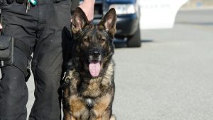 Bill that would cover retired law enforcement dogs’ medical care moves to Florida Senate