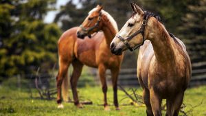 Florida police wrangle two loose horses, reunite them with owner
