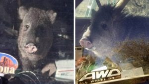 Arizona deputies rescue a “hungry hungry javelina” that destroyed a car to get to a bag of Cheetos