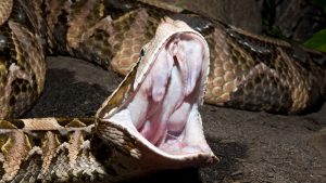 Virginia police rush to save man bitten by deadly exotic pet snake
