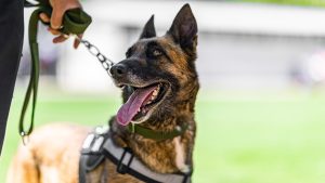 Officers learn K-9 first aid in advanced training program held in New Jersey