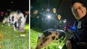 Oregon police capture pig blocking traffic by...