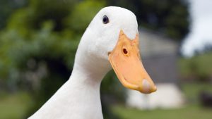 Pet duck helps North Carolina police solve murder mystery