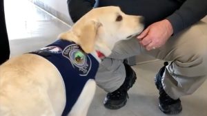 Former police officer and Concord police comfort dog ease the pain of trauma