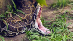 Massive snake shot by police while wrapped around man’s neck