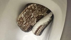 Alabama police respond to nightmarish call to remove snake from toilet