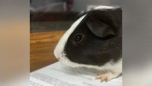 Ohio police department adopts abandoned guinea pig