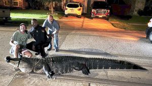 “See you later, alligator”: Texas deputies catch 12-foot alligator wandering through residential neighborhood