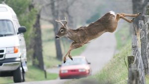 Michigan State Police dashcam captures amazing video of deer jumping over car