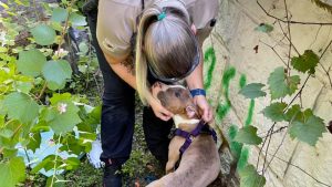 Florida deputy rescues dog thrown off bridge and helps it find new home