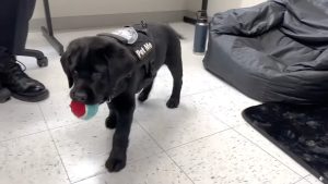 Massachusetts police department hires comfort dog to work with kids