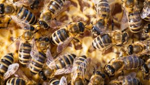 Massachusetts woman unleashes swarm of bees on deputies serving eviction notice