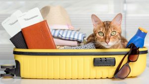 TSA agents find stowaway feline at JFK Airport