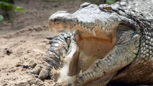 Detroit police encounter family of alligators while serving eviction notice