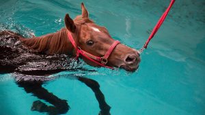 No horseplay: Virginia deputies rescue draft horse trapped in swimming pool
