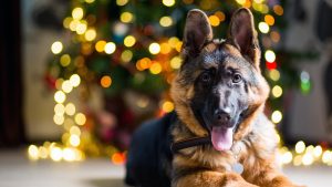 “Let it flow”: Maine K-9 pees on Christmas tree at airport