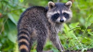 North Dakota woman gets year of probation for bringing a wild raccoon into a bar