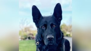 Washington police K-9 retires after nearly a decade of service