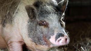 Pig crosses path with law enforcement in Virginia