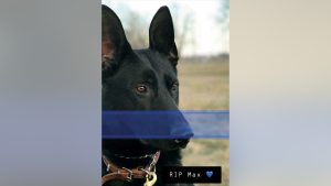 Speaking up for K-9 colleagues
