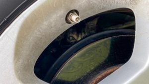 “Above and beyond the call of duty”: Florida police officer praised for rescuing kitten trapped in car’s wheel well