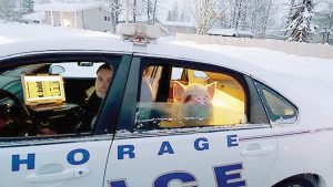 Alaska police rescue “Elvis Pigsley” from the cold