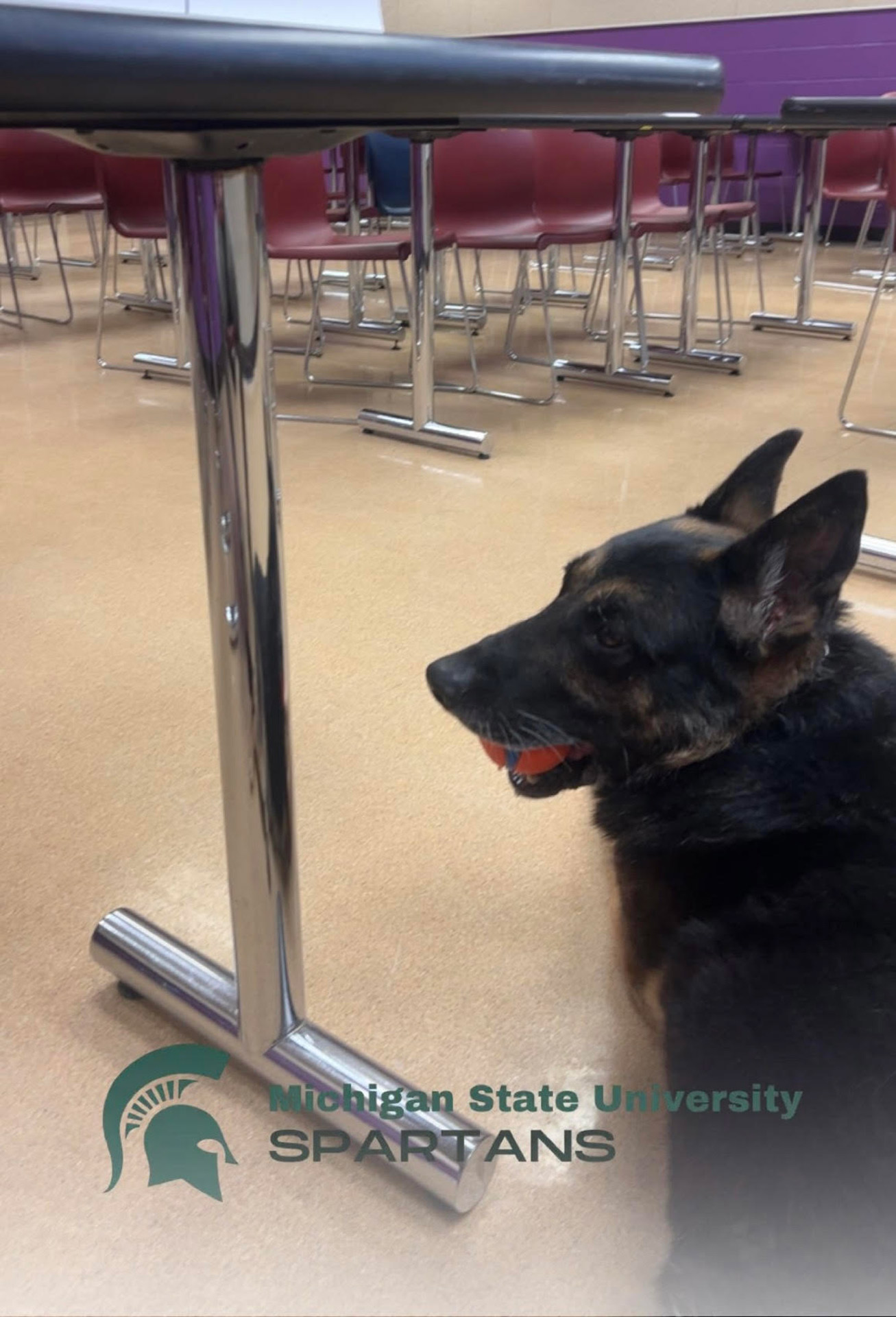 police-k-9-comforts-michigan-state-university-students-returning-to-class-after-campus-mass-shooting-2