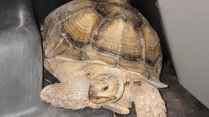 Texas deputy detains runaway tortoise after “slowest foot pursuit” ever