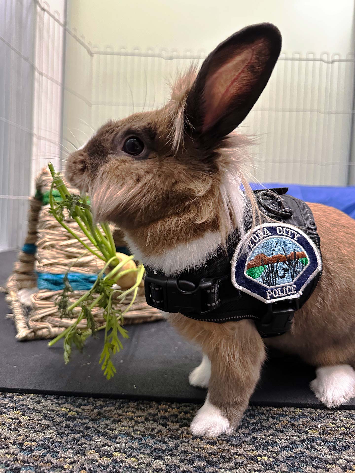 officer-percy-the-support-rabbit-in-uniform-in-his-office-yuba-city-police-department-ycpd