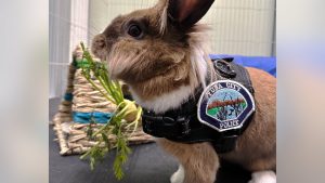 Yuba City police welcome rabbit “wellness officer” to the force