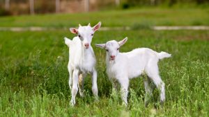“Arrest them!”: Florida residents call 9-1-1 on two angry goats fighting in street
