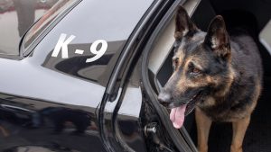 Proposed Pennsylvania legislation would protect police K-9 officers from heat-related deaths
