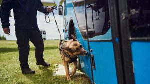 Missouri cannabis legalization leads to retirement of drug-sniffing police dogs