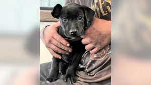 Northern California police officer credited with saving a puppy’s life after accidental fentanyl exposure